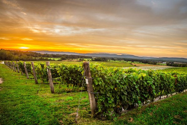 Vignoble St-Gabriel